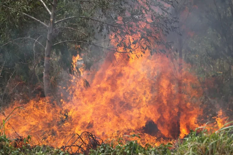 Declaran emergencia nacional en Bolivia por incendios forestales